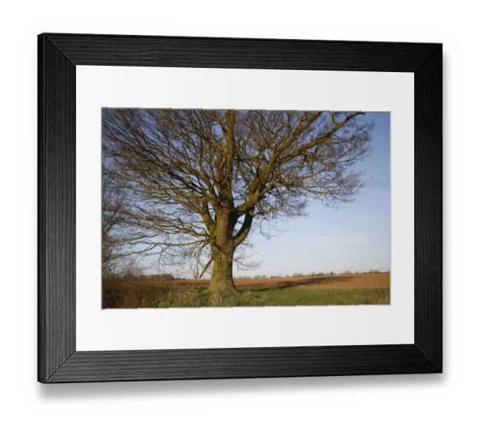 Framed Print : Common Oak (Quercus robur) habit, bare tree at edge of arable field, Bacton, Suffolk, England, march Framed Print : Common Oak (Quercus robur) habit, bare tree at edge of arable field, Bacton, Suffolk, England, march