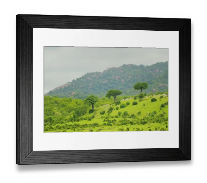 Framed Print : View of trees and bushes on hillside habitat, Ruaha N. P. Tanzania Framed Print : View of trees and bushes on hillside habitat, Ruaha N. P. Tanzania