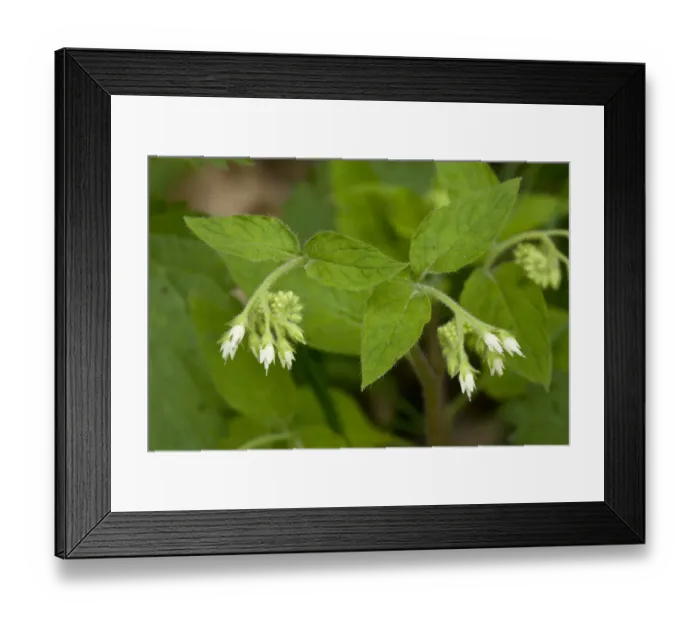 Framed Print : Turkish Comfrey (Symphytum ottomanum) flowering, Bulgaria, may Framed Print : Turkish Comfrey (Symphytum ottomanum) flowering, Bulgaria, may