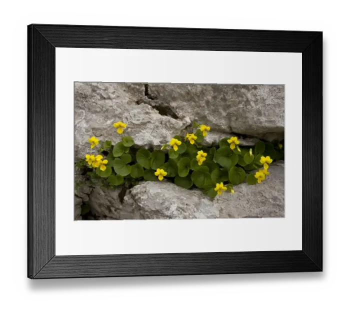 Framed Print : Yellow Wood Violet (Viola biflora) flowering, growing in limestone crevice, Triglav N. P. Julian Alps, Slovenia, june
