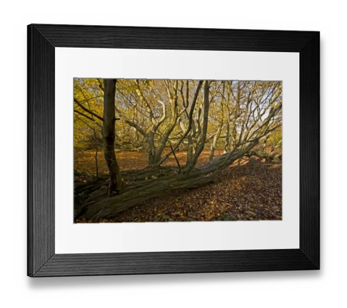 Framed Print : European Hornbeam (Carpinus betulus) old fallen trunk, Great Wood, Ranscombe Farm Plantlife Reserve, Kent, England Framed Print : European Hornbeam (Carpinus betulus) old fallen trunk, Great Wood, Ranscombe Farm Plantlife Reserve, Kent, England