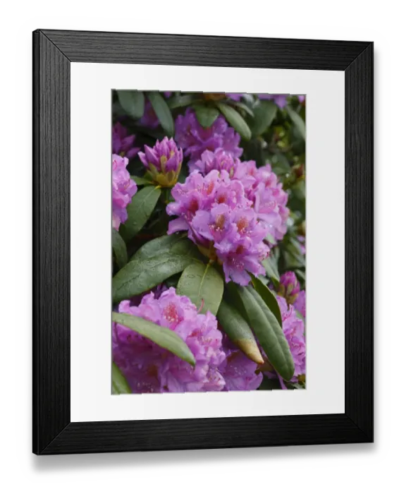 Framed Print : Common Rhododendron (Rhododendron ponticum) introduced invasive species, close-up of flowers, Powys, Wales, june Framed Print : Common Rhododendron (Rhododendron ponticum) introduced invasive species, close-up of flowers, Powys, Wales, june