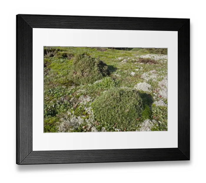 Framed Print : Common Gorse (Ulex europaeus) habit, browsed in shape by European Rabbit (Oryctolagus cuniculus) Framed Print : Common Gorse (Ulex europaeus) habit, browsed in shape by European Rabbit (Oryctolagus cuniculus)