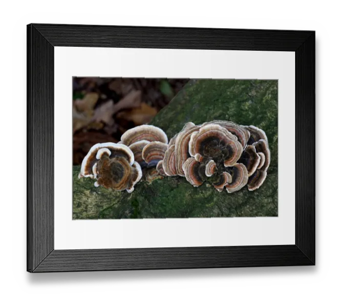 Framed Print : Many-zoned Polypore (Coriolus versicolor) fruiting bodies, growing on tree stump, Leicestershire, England, september Framed Print : Many-zoned Polypore (Coriolus versicolor) fruiting bodies, growing on tree stump, Leicestershire, England, september