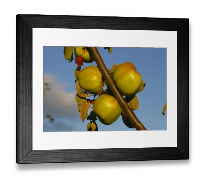Framed Print : Cultivated Apple (Malus domestica) Lord Derby culinary variety, close-up of fruit, in organic orchard, Powys, Wales Framed Print : Cultivated Apple (Malus domestica) Lord Derby culinary variety, close-up of fruit, in organic orchard, Powys, Wales