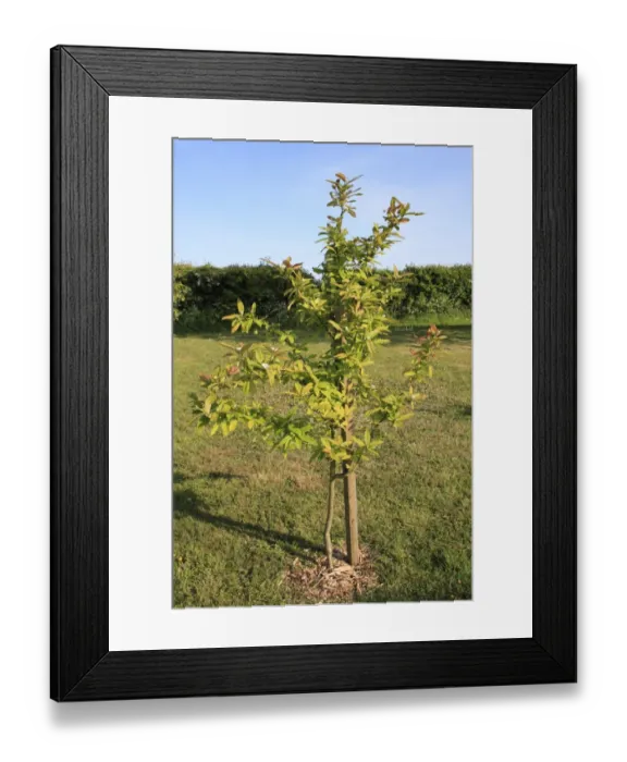 Framed Print : Medlar (Mespilus germanica) young tree, growing in garden lawn, Suffolk, England, may Framed Print : Medlar (Mespilus germanica) young tree, growing in garden lawn, Suffolk, England, may