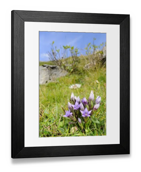 Framed Print : Dolomitian Gentian (Gentianella anisodonta) flowering, growing in montane habitat, Italian Alps, Italy, september Framed Print : Dolomitian Gentian (Gentianella anisodonta) flowering, growing in montane habitat, Italian Alps, Italy, september