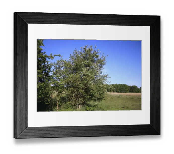 Framed Print : Wild Privet (Ligustrum vulgare) habit, growing in valley fen reserve habitat, Market Weston Fen, Market Weston Framed Print : Wild Privet (Ligustrum vulgare) habit, growing in valley fen reserve habitat, Market Weston Fen, Market Weston