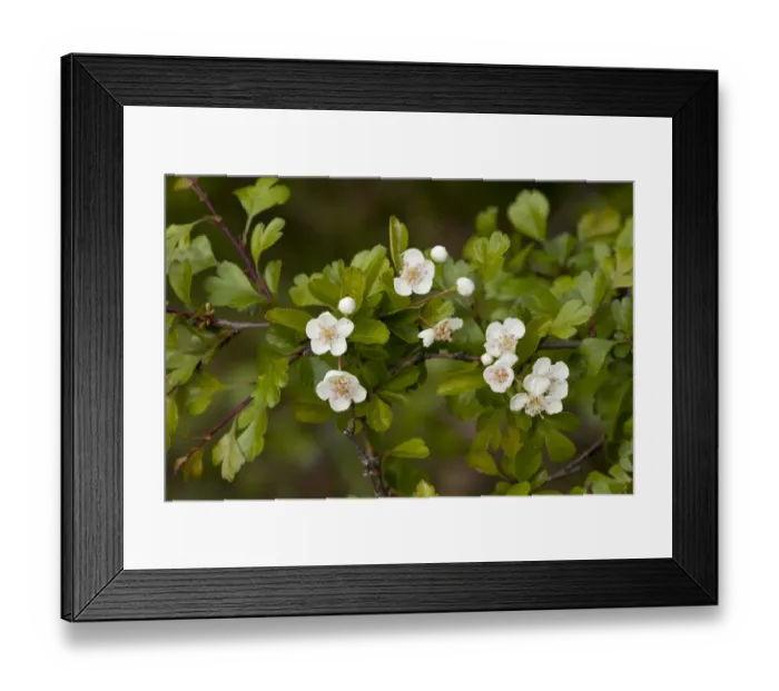 Framed Print : Midland Hawthorn (Crataegus laevigata) close-up of flowers, growing in ancient woodland, Italy, april Framed Print : Midland Hawthorn (Crataegus laevigata) close-up of flowers, growing in ancient woodland, Italy, april