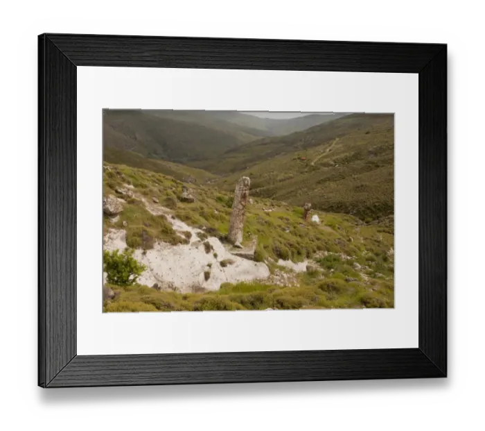 Framed Print : Petrified wood, standing fossilized trees (re-erected), caused by volcanic eruption 20 million years ago Framed Print : Petrified wood, standing fossilized trees (re-erected), caused by volcanic eruption 20 million years ago