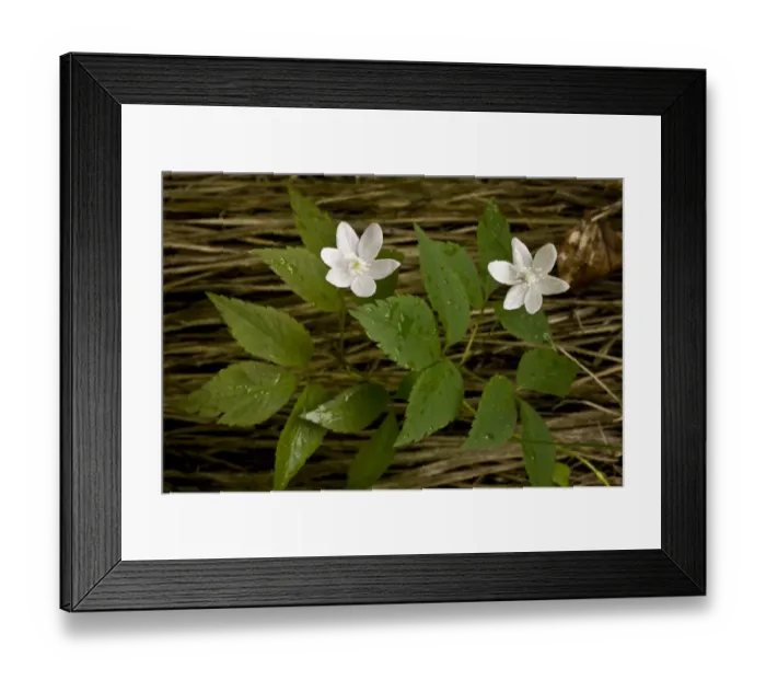 Framed Print : Three-leaved Anemone (Anemone trifolia) flowering, growing in alpine beech woodland, Slovenia, june Framed Print : Three-leaved Anemone (Anemone trifolia) flowering, growing in alpine beech woodland, Slovenia, june