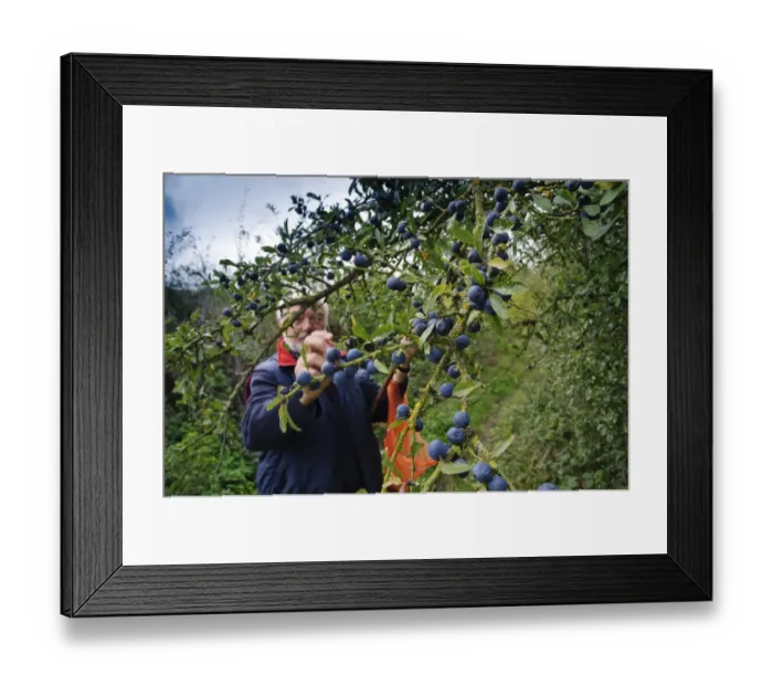 Framed Print : Blackthorn (Prunus spinosa) berries, growing in hedgerow beside public footpath, with man picking for sloe gin Framed Print : Blackthorn (Prunus spinosa) berries, growing in hedgerow beside public footpath, with man picking for sloe gin