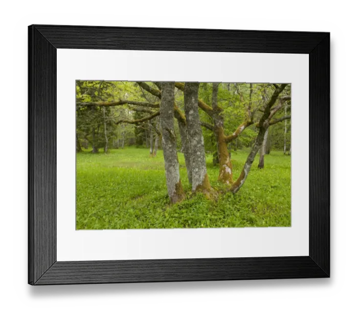 Framed Print : Common Oak (Quercus robur) coppiced trunk, growing in wooded meadow habitat, Tagamoisa Nature Reserve, Saaremaa Island Framed Print : Common Oak (Quercus robur) coppiced trunk, growing in wooded meadow habitat, Tagamoisa Nature Reserve, Saaremaa Island