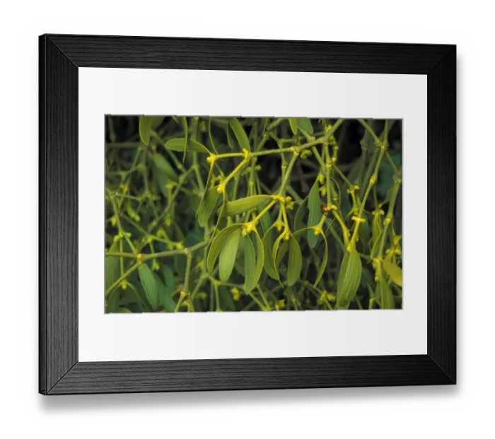 Framed Print : Mistletoe (Viscum album) Growing on apple tree Framed Print : Mistletoe (Viscum album) Growing on apple tree