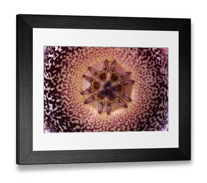 Framed Print : Carrion Flower (Orbea hardyi) close-up of inner part of flower, South Africa Framed Print : Carrion Flower (Orbea hardyi) close-up of inner part of flower, South Africa