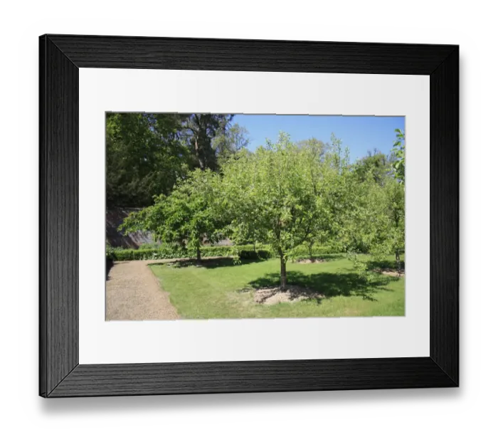 Framed Print : Cultivated Apple (Malus domestica) habit, orchard growing in walled garden, Thornham Estate, Thornham Magna, Suffolk Framed Print : Cultivated Apple (Malus domestica) habit, orchard growing in walled garden, Thornham Estate, Thornham Magna, Suffolk