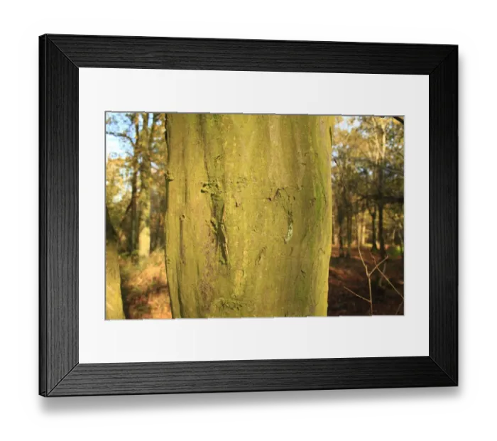 Framed Print : European Hornbeam (Carpinus betulus) close-up of trunk, growing in ancient woodland, Wolves Wood RSPB Reserve Framed Print : European Hornbeam (Carpinus betulus) close-up of trunk, growing in ancient woodland, Wolves Wood RSPB Reserve