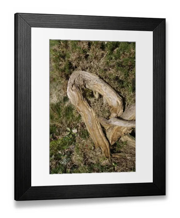 Framed Print : Common Gorse (Ulex europaeus) twisted trunk, growing on lowland heathland reserve, Wortham Ling, Suffolk, England Framed Print : Common Gorse (Ulex europaeus) twisted trunk, growing on lowland heathland reserve, Wortham Ling, Suffolk, England