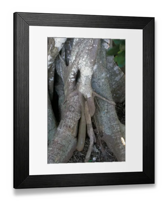 Framed Print : Strangler Fig (Ficus aurea) Roots on host tree Framed Print : Strangler Fig (Ficus aurea) Roots on host tree
