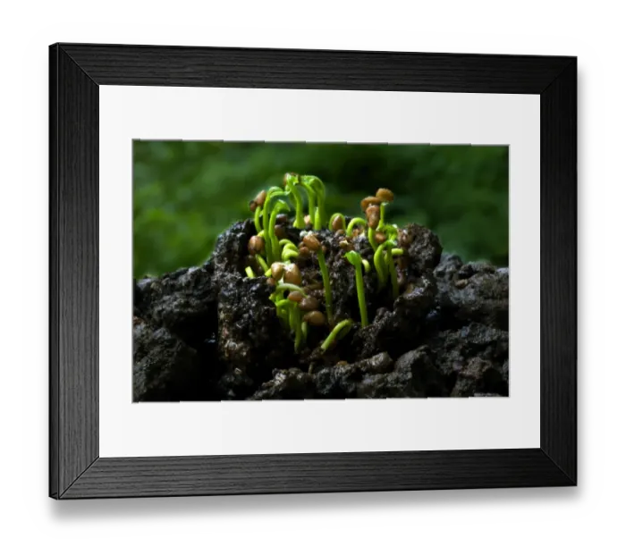Framed Print : Guava (Psidium guajava) germination of seeds from rotting fruit pod, Trivandrum, Kerala, India