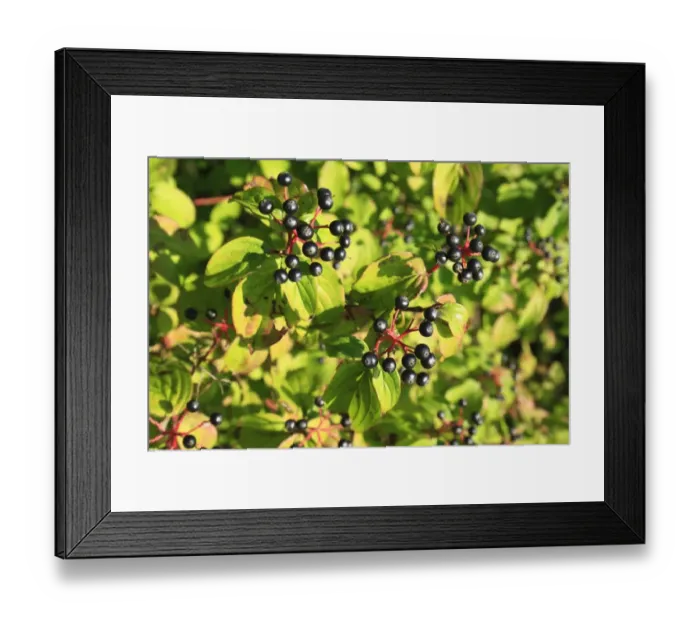 Framed Print : Common Dogwood (Cornus sanguinea) close-up of berries and leaves, growing in hedgerow, Bacton, Suffolk, England Framed Print : Common Dogwood (Cornus sanguinea) close-up of berries and leaves, growing in hedgerow, Bacton, Suffolk, England