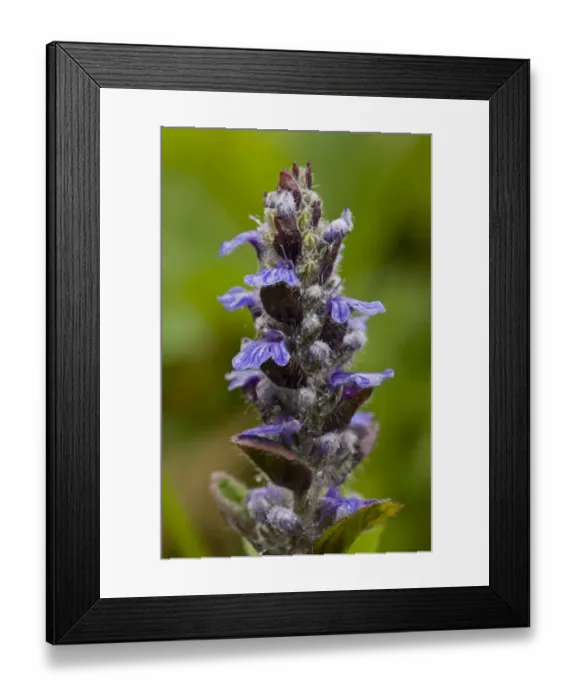 Framed Print : Common Bugle (Ajuga reptans) close-up of flowers, after rainfall, Bulgaria, may Framed Print : Common Bugle (Ajuga reptans) close-up of flowers, after rainfall, Bulgaria, may