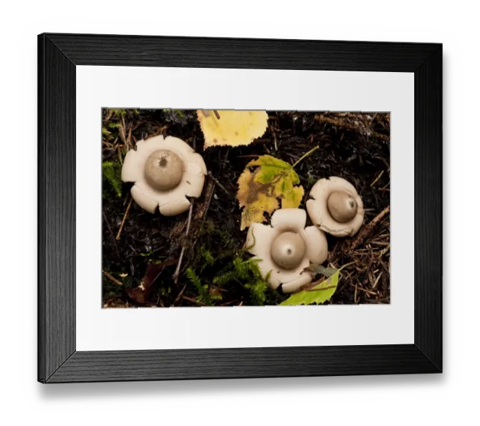 Framed Print : Rosy Earthstar (Geastrum rufescens) fruiting bodies, growing in deciduous woodland, Estonia, september Framed Print : Rosy Earthstar (Geastrum rufescens) fruiting bodies, growing in deciduous woodland, Estonia, september