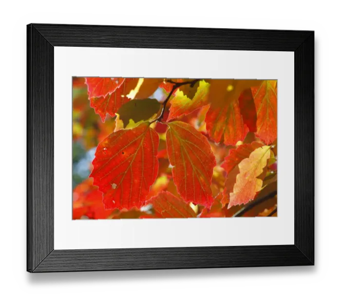 Framed Print : Large Fothergilla (Fothergilla major) close-up of leaves in autumn colour, Cyril Hart Arboretum, Forest of Dean Framed Print : Large Fothergilla (Fothergilla major) close-up of leaves in autumn colour, Cyril Hart Arboretum, Forest of Dean