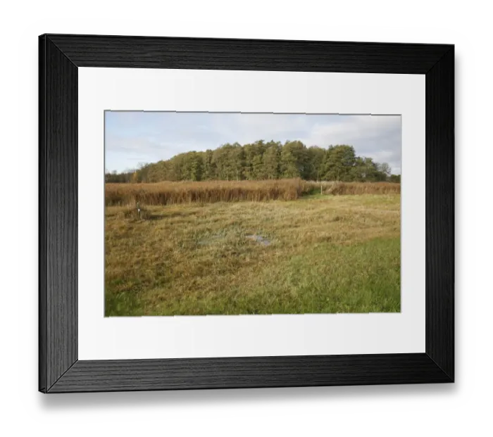 Framed Print : View of cut sedge and reedbeds habitat, in valley fen reserve, Market Weston Fen, Market Weston, Suffolk, England