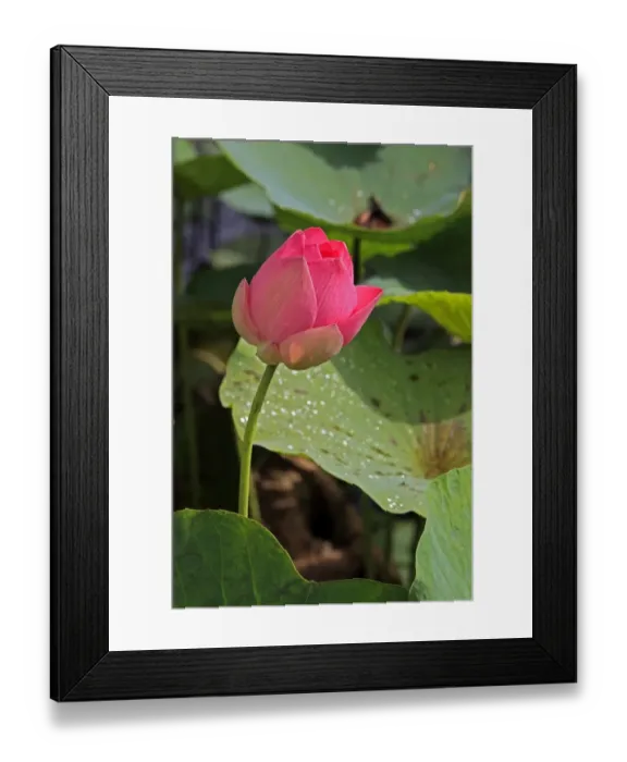 Framed Print : Indian Lotus (Nelumbo nucifera) close-up of flower, Kota Kinabalu, Sabah, Borneo, Malaysia Framed Print : Indian Lotus (Nelumbo nucifera) close-up of flower, Kota Kinabalu, Sabah, Borneo, Malaysia