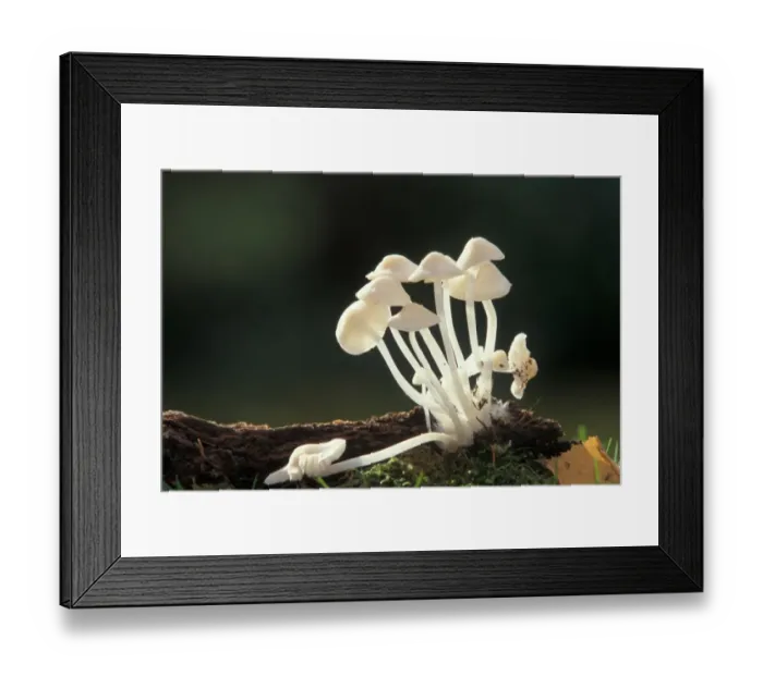 Framed Print : Mycena galopus Var. alba rea