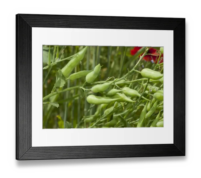 Framed Print : Fodder Radish (Raphanus sativus oleiformis) close-up of seedpods, Lincolnshire, England, june Framed Print : Fodder Radish (Raphanus sativus oleiformis) close-up of seedpods, Lincolnshire, England, june