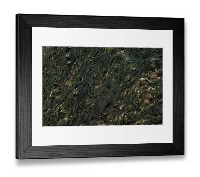 Framed Print : EelGrass (Zostera marina) Growing on muddy sand  /  extreme low water mark  /  Spring tides