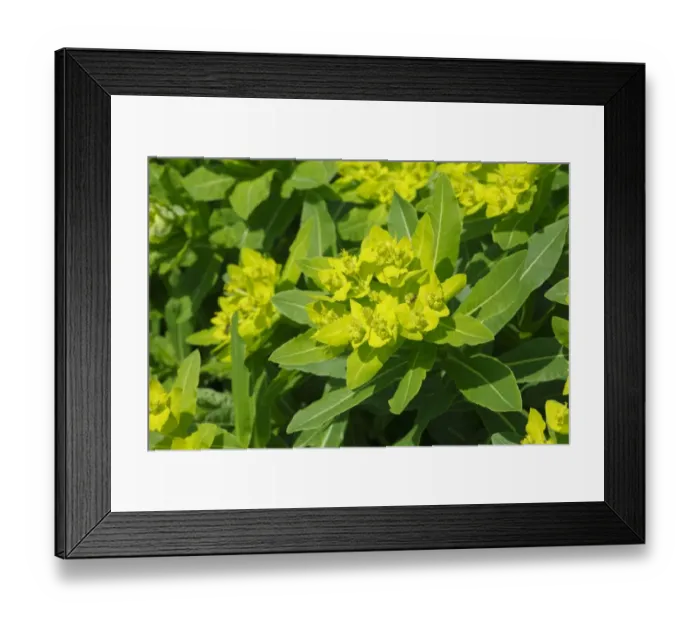 Framed Print : Irish Spurge (Euphorbia hyberna) close-up of flowers, Pyrenees, Ariege, France, may Framed Print : Irish Spurge (Euphorbia hyberna) close-up of flowers, Pyrenees, Ariege, France, may