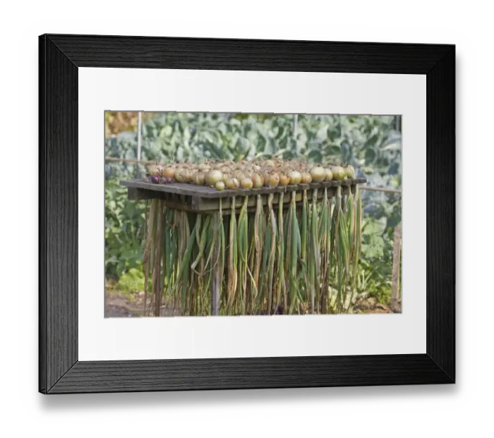 Framed Print : Onion (Allium cepa) harvested bulbs, drying on rack, Norfolk, England, august Framed Print : Onion (Allium cepa) harvested bulbs, drying on rack, Norfolk, England, august
