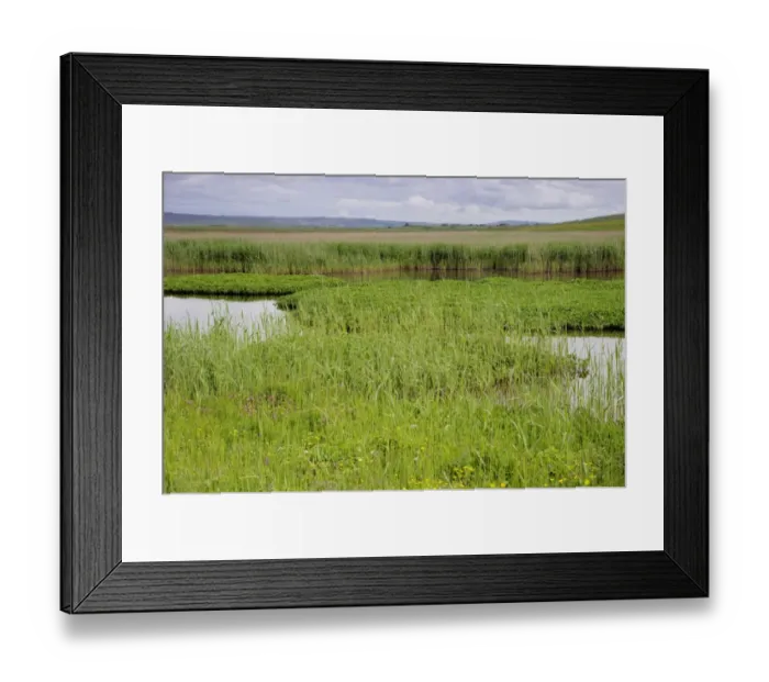 Framed Print : View from bird hide over marshland habitat, The Loons RSPB Reserve, Mainland, Orkney, Scotland, june Framed Print : View from bird hide over marshland habitat, The Loons RSPB Reserve, Mainland, Orkney, Scotland, june