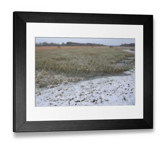 Framed Print : View of frozen sedge and reedbed habitat in snow, in river valley fen, Redgrave and Lopham Fen N. N. R Framed Print : View of frozen sedge and reedbed habitat in snow, in river valley fen, Redgrave and Lopham Fen N. N. R