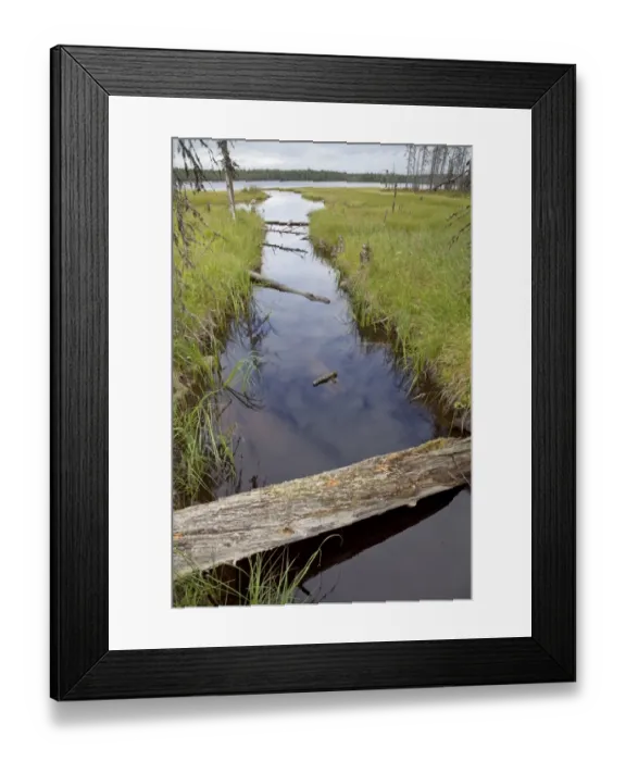 Framed Print : Logs in water at edge of lake habitat, Finland, july