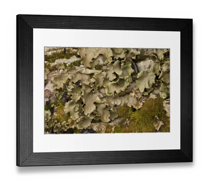 Framed Print : Smooth Rock-tripe (Umbilicaria mammulata) growing on vertical rockface, Catskill Mountains, New York State, U. S. A Framed Print : Smooth Rock-tripe (Umbilicaria mammulata) growing on vertical rockface, Catskill Mountains, New York State, U. S. A