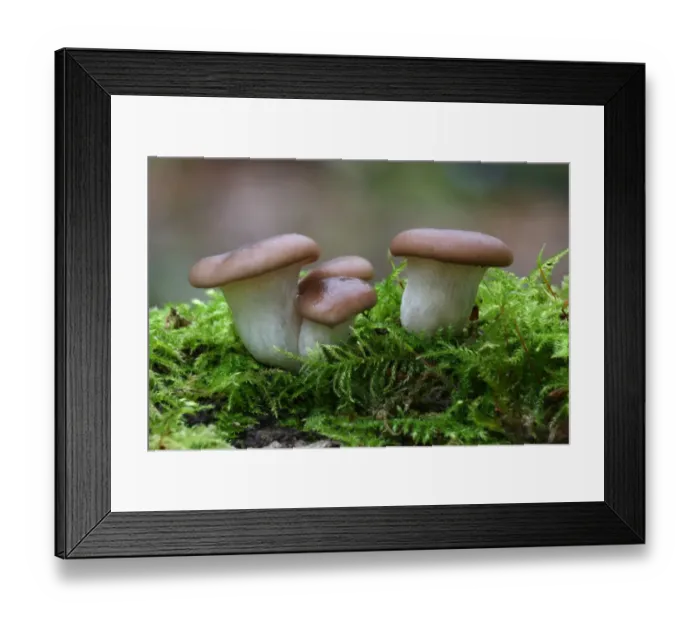 Framed Print : Oyster Mushroom (Pleurotus ostreatus) fruiting bodies, growing on moss covered dead tree in woodland, Leicestershire Framed Print : Oyster Mushroom (Pleurotus ostreatus) fruiting bodies, growing on moss covered dead tree in woodland, Leicestershire