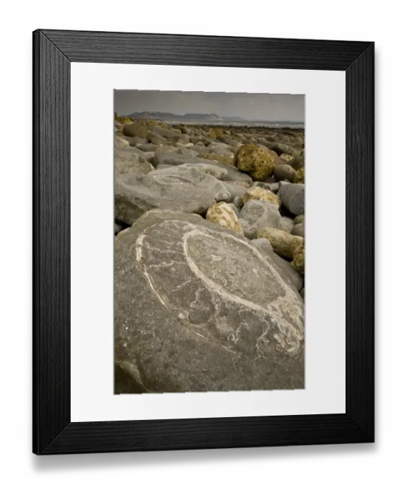 Framed Print : Ammonite fossils exposed in rock on beach, near Lyme Regis, Jurassic Coast World Heritage Site, Dorset, England Framed Print : Ammonite fossils exposed in rock on beach, near Lyme Regis, Jurassic Coast World Heritage Site, Dorset, England