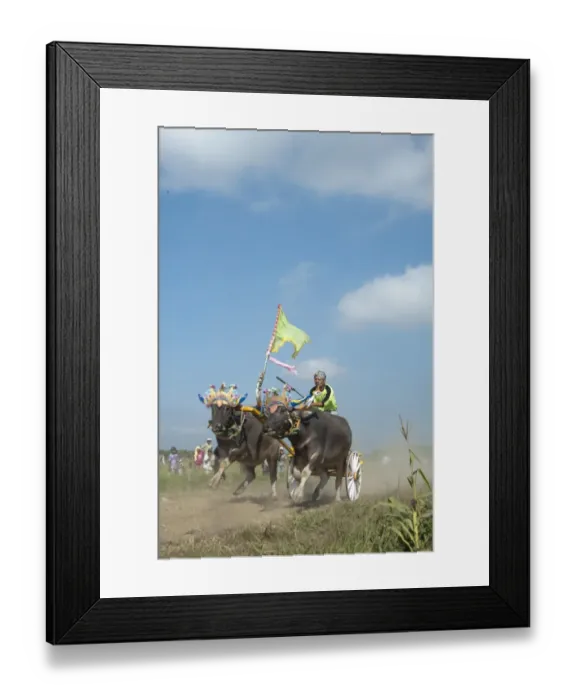 Framed Print : Man racing cart pulled by Domestic Water Buffaloes (Bubalis bubalis), Jembrana, Negara, Bali, Lesser Sunda Islands Framed Print : Man racing cart pulled by Domestic Water Buffaloes (Bubalis bubalis), Jembrana, Negara, Bali, Lesser Sunda Islands