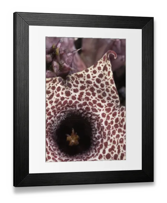 Framed Print : Carrion Flower (Huernia hislopii) close-up of flower, smells of rotten meat to attract flies as pollinators, Zimbabwe Framed Print : Carrion Flower (Huernia hislopii) close-up of flower, smells of rotten meat to attract flies as pollinators, Zimbabwe