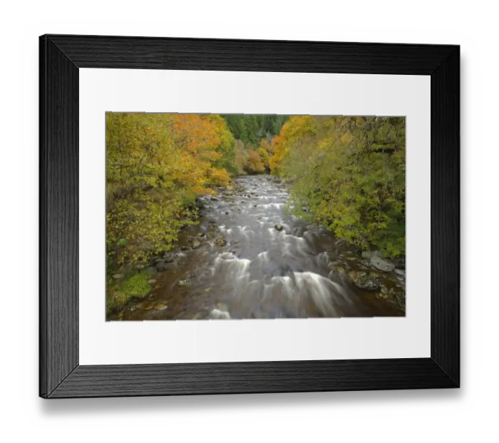 Framed Print : River in woodland habitat, River Ystwyth, The Hafod, near Pontrhydygroes, Ceredigion, Wales, october Framed Print : River in woodland habitat, River Ystwyth, The Hafod, near Pontrhydygroes, Ceredigion, Wales, october