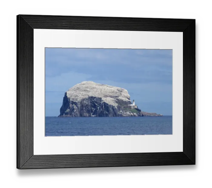 Framed Print : View of volcanic plug island and sea, with Northern Gannet (Morus bassanus) nesting colony, Bass Rock, Firth of Forth Framed Print : View of volcanic plug island and sea, with Northern Gannet (Morus bassanus) nesting colony, Bass Rock, Firth of Forth