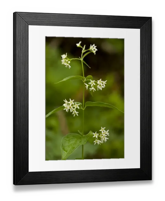 Framed Print : Swallow-wort (Vincetoxicum hirundinaria) flowering, Slovenia, june