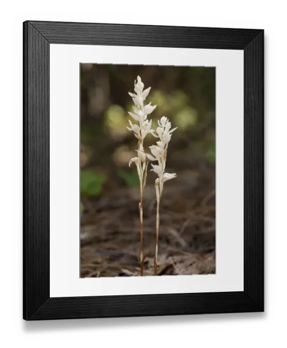 Framed Print : Phantom Orchid (Cephalanthera austiniae) flowering, growing in deep shade, Northern California, U. S. A. july Framed Print : Phantom Orchid (Cephalanthera austiniae) flowering, growing in deep shade, Northern California, U. S. A. july