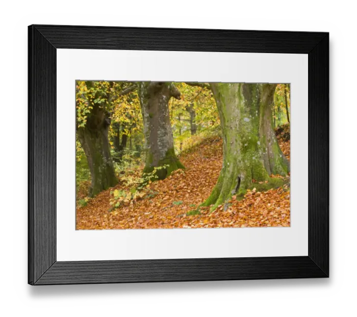 Framed Print : Common Beech (Fagus sylvatica) woodland habitat, with fallen leaves, Dorset, England, november