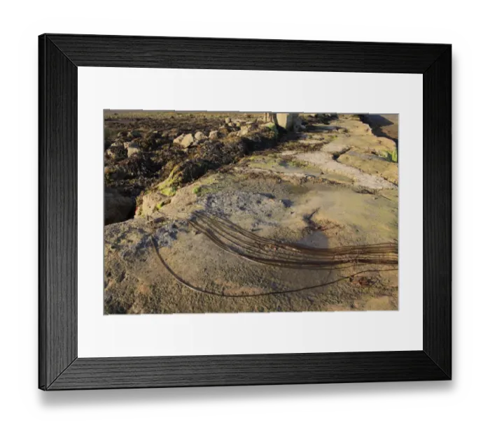 Framed Print : Sea-lace (Chorda filum) fronds, exposed on rocks at low tide, Bembridge, Isle of Wight, England, june Framed Print : Sea-lace (Chorda filum) fronds, exposed on rocks at low tide, Bembridge, Isle of Wight, England, june