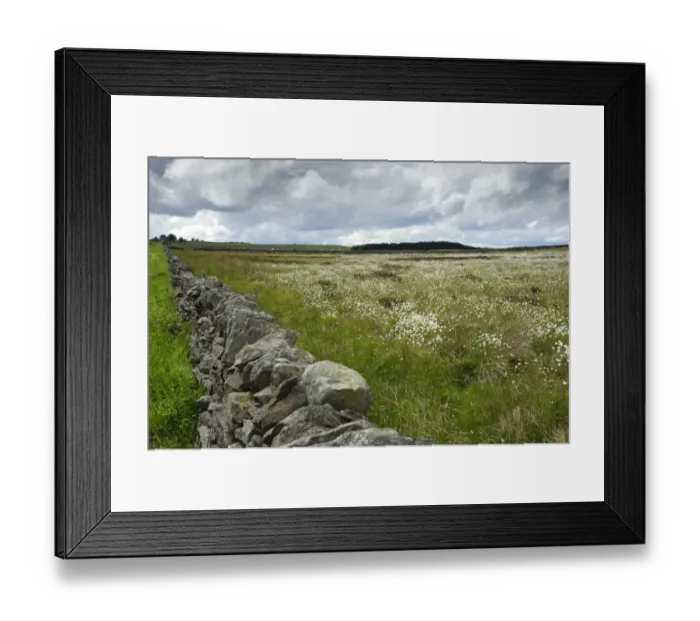 Framed Print : View of drystone wall and field with Cotton-grass (Eriophorum sp. ), Hexham, Northumberland, England, june Framed Print : View of drystone wall and field with Cotton-grass (Eriophorum sp. ), Hexham, Northumberland, England, june